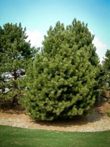 Сосна Чёрная (Pinus Nigra) купить по цене от 270.00р. в интернет-магазине «Посадика» с доставкой почтой в в Протвиное и по всей России – [изображение №1].