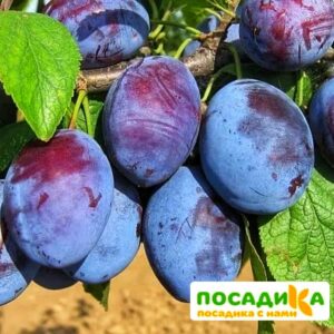 Слива Чачакская ранняя купить по цене от 229.00р. в интернет-магазине «Посадика» с доставкой почтой в в Протвиное и по всей России – [изображение №1].