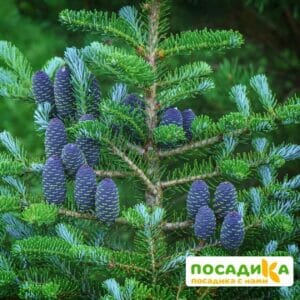 Пихта корейская (Abies koreana) купить по цене от 450.00р. в интернет-магазине «Посадика» с доставкой почтой в в Протвиное и по всей России – [изображение №1].