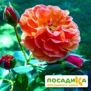 Роза Арабия купить по цене от 350.00р. в интернет-магазине «Посадика» с доставкой почтой в в Протвиное и по всей России – [изображение №1].