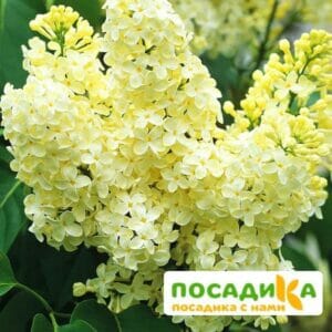 Сирень Примроуз (Primrose) купить по цене от 529.00р. в интернет-магазине «Посадика» с доставкой почтой в в Протвиное и по всей России – [изображение №1].