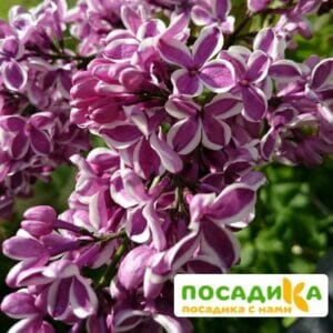 Сирень Сенсация купить по цене от 529.00р. в интернет-магазине «Посадика» с доставкой почтой в в Протвиное и по всей России – [изображение №1].