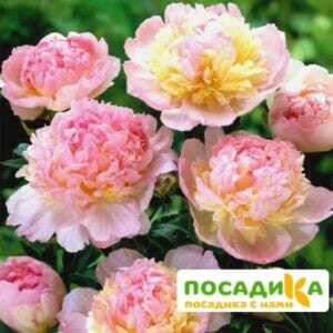 Пион Распберри Сандей (Paeonia Raspberry Sundae) купить по цене от 959р. в интернет-магазине «Посадика» с доставкой почтой в в Протвиное и по всей России – [изображение №1].