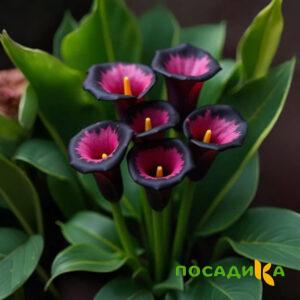 Калла Аура Лейс купить по цене от 400р. в интернет-магазине «Посадика» с доставкой почтой в в Протвиное и по всей России – [изображение №1].