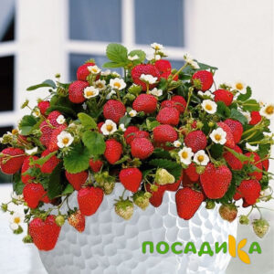 Клубника Рубиновый Шепот (горшечная) купить по цене от 240р. в интернет-магазине «Посадика» с доставкой почтой в в Протвиное и по всей России – [изображение №1].
