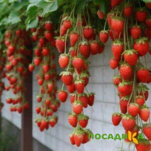 Клубника вьющаяся Комплимент купить по цене от 470р. в интернет-магазине «Посадика» с доставкой почтой в в Протвиное и по всей России – [изображение №1].