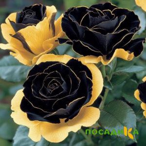 Роза Ханни Сикл купить по цене от 700р. в интернет-магазине «Посадика» с доставкой почтой в в Протвиное и по всей России – [изображение №1].