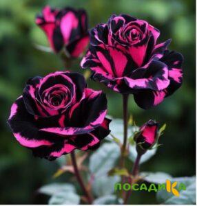 Роза Багровый Шепот купить по цене от 366р. в интернет-магазине «Посадика» с доставкой почтой в в Протвиное и по всей России – [изображение №1].