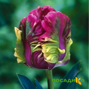 Тюльпан Экзотик Хэвен купить по цене от 186р. в интернет-магазине «Посадика» с доставкой почтой в в Протвиное и по всей России – [изображение №1].