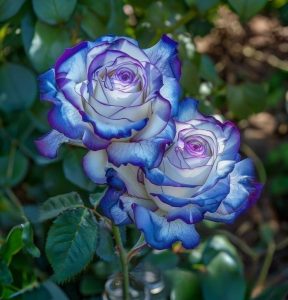 Роза Пэтолз Хоуп купить по цене от 333р. в интернет-магазине «Посадика» с доставкой почтой в в Протвиное и по всей России – [изображение №1].