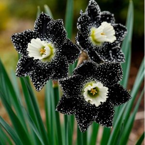 Нарцисс Кассата купить по цене от 372р. в интернет-магазине «Посадика» с доставкой почтой в в Протвиное и по всей России – [изображение №1].