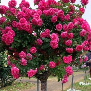 Роза Версаля купить по цене от 232р. в интернет-магазине «Посадика» с доставкой почтой в в Протвиное и по всей России – [изображение №1].