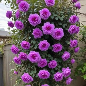 Роза Мистик Уайт купить по цене от 620р. в интернет-магазине «Посадика» с доставкой почтой в в Протвиное и по всей России – [изображение №1].