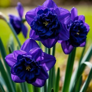 Нарцисс Арт Нуво купить по цене от 378р. в интернет-магазине «Посадика» с доставкой почтой в в Протвиное и по всей России – [изображение №1].