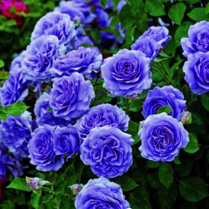 Роза Блю Мун купить по цене от 450р. в интернет-магазине «Посадика» с доставкой почтой в в Протвиное и по всей России – [изображение №1].
