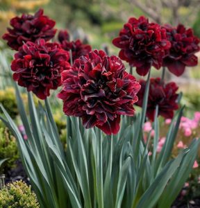 Нарцисс Малиновая Вуаль купить по цене от 3000р. в интернет-магазине «Посадика» с доставкой почтой в в Протвиное и по всей России – [изображение №1].