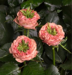 Роза Амбер Инчант купить по цене от 495р. в интернет-магазине «Посадика» с доставкой почтой в в Протвиное и по всей России – [изображение №1].