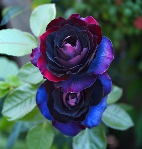 Роза Скарлет Рэвери купить по цене от 489р. в интернет-магазине «Посадика» с доставкой почтой в в Протвиное и по всей России – [изображение №1].