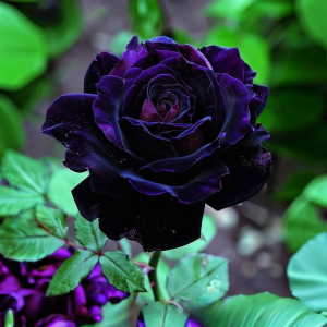 Роза Блэк Пантер купить по цене от 319р. в интернет-магазине «Посадика» с доставкой почтой в в Протвиное и по всей России – [изображение №1].