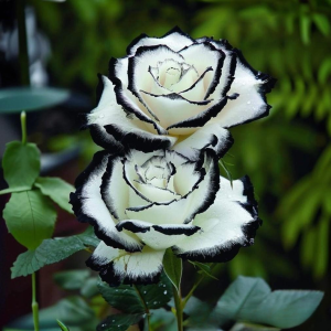 Роза Силк Ивин купить по цене от 319р. в интернет-магазине «Посадика» с доставкой почтой в в Протвиное и по всей России – [изображение №1].