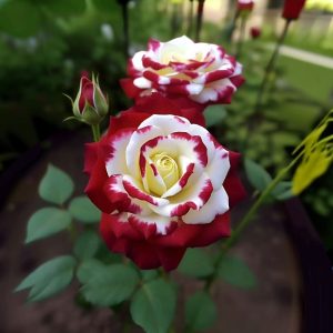 Роза Роял Глом купить по цене от 401р. в интернет-магазине «Посадика» с доставкой почтой в в Протвиное и по всей России – [изображение №1].