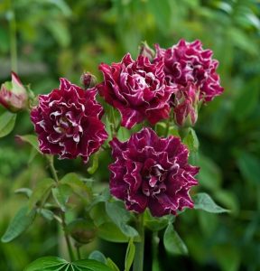 Роза Опаловый Пейзаж купить по цене от 490р. в интернет-магазине «Посадика» с доставкой почтой в в Протвиное и по всей России – [изображение №1].