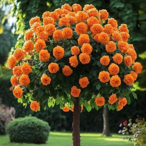 Роза Солнечный Шарм купить по цене от 349р. в интернет-магазине «Посадика» с доставкой почтой в в Протвиное и по всей России – [изображение №1].