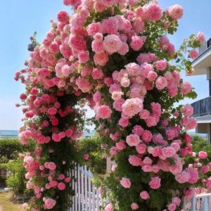 Роза Пастель Розе купить по цене от 605р. в интернет-магазине «Посадика» с доставкой почтой в в Протвиное и по всей России – [изображение №1].