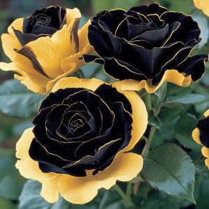 Роза Ханни Сикл купить по цене от 700р. в интернет-магазине «Посадика» с доставкой почтой в в Протвиное и по всей России – [изображение №1].