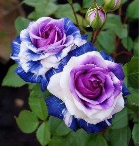 Роза Айвори Каскад купить по цене от 420р. в интернет-магазине «Посадика» с доставкой почтой в в Протвиное и по всей России – [изображение №1].