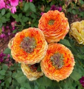 Роза Золотой Мираж купить по цене от 420р. в интернет-магазине «Посадика» с доставкой почтой в в Протвиное и по всей России – [изображение №1].