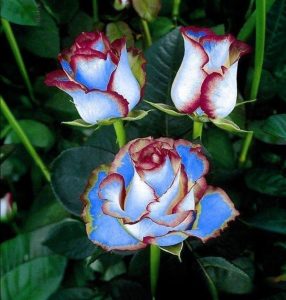 Роза Сафайер Пэтл купить по цене от 450р. в интернет-магазине «Посадика» с доставкой почтой в в Протвиное и по всей России – [изображение №1].