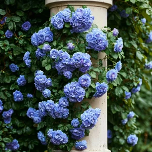 Роза плетистая Блю Перпл купить по цене от 540р. в интернет-магазине «Посадика» с доставкой почтой в в Протвиное и по всей России – [изображение №1].